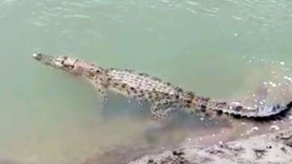 Seorang Warga Indragiri Hilir Riau Tewas Diterkam Buaya