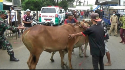 Duh, Dua Ekor Sapi Lepas Seruduk Kendaraan