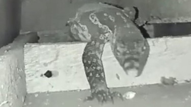 Dikira Kucing, Rupanya Yang Menggaruk Plafon Rumah Ihwan Tiap Malam Adalah Biawak Besar