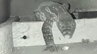 Dikira Kucing, Rupanya Yang Menggaruk Plafon Rumah Ihwan Tiap Malam Adalah Biawak Besar