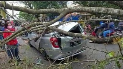 Pohon Mahoni Tumbang, Menimpa Dua Mobil dan Pemotor