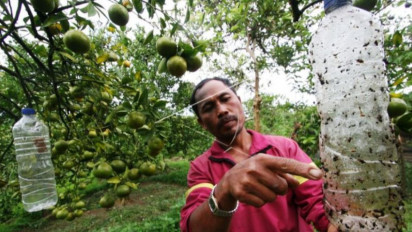 Dinas Kesehatan Selidiki Serangan Hama Lalat di Aceh Barat