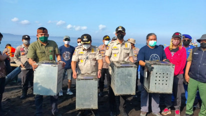 BKSDA Jember Lepas Liarkan Kera Ekor Panjang di Pulau tak Berpenghuni