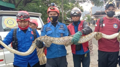 Heboh!! Ular Sanca yang Masuk ke Rumah Warga Berhasil Ditangkap