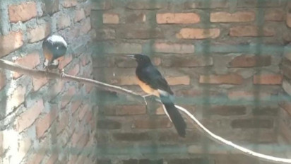 Berawal Dari Hobi, Aswin Raup Puluhan Juta dengan Beternak Murai Batu