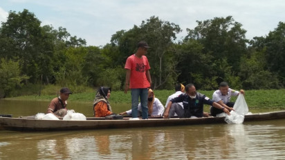 25 Ribu Benih Ikan Jelawat Ditebar di Sungai Pengumbak