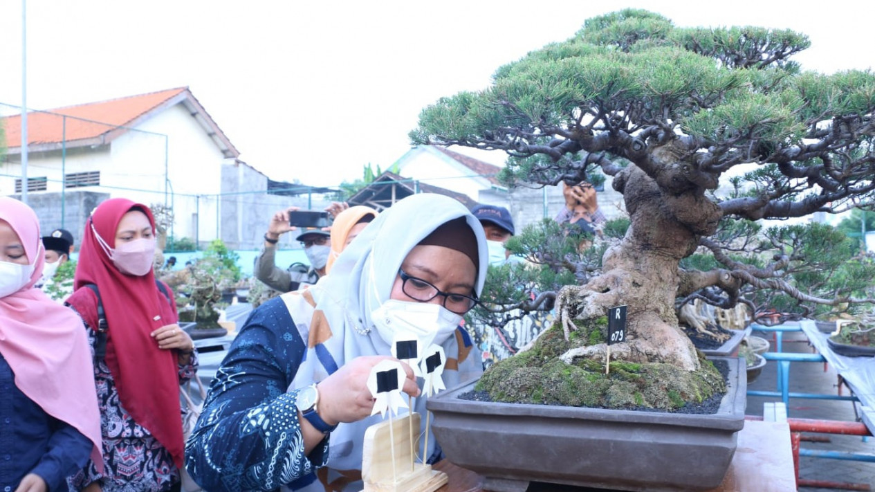 Wow, Bonsai Berharga Rp 50 Juta Ikuti Kontes Bonsai di Gresik
            - galeri foto