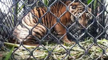 Harimau Sumatra Dilaporkan Masuk Perkebunan Warga di Aceh Selatan