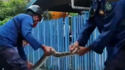 Ular Jatuh Dari Plafon Saat Arisan, Pemilik Rumah Panik
