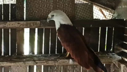 4 Tahun Dipelihara, Warga Serahkan Burung Elang Bondol Langka ke BKSDA