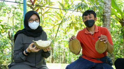 Bikin Ketagihan, Durian Boneng, Rasanya Legit, Buahnya Tebal