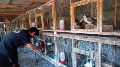 Jadi Jutawan, Mantan Guru Honorer Sukses Budidaya Merpati Hias
