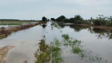 Banjir Rendam 600 Hektare Lahan Pertanian di Babulu PPU Kaltim