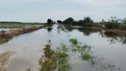 Banjir Rendam 600 Hektare Lahan Pertanian di Babulu PPU Kaltim