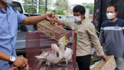 Kejari Dumai Terima Barang Bukti Hewan Sitaan Selundupan