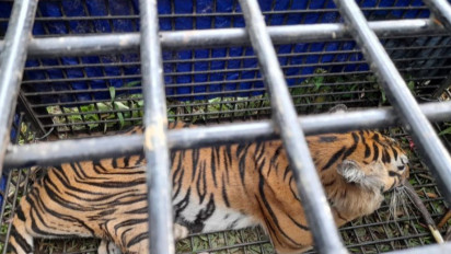 Tim Gabungan Tangkap Harimau Penerkam Dua Warga Jambi Hingga Tewas