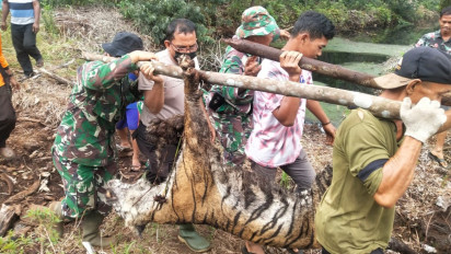Lagi, Harimau Sumatera Kembali di Temukan Mati Terkena Jerat Pemburu