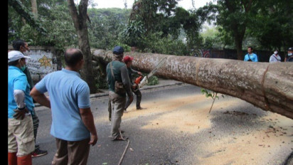 Pohon Tumbang Setinggi 20 Meter Tutup Akses Jalan
