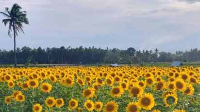 Indah, Petani Sulap Lahan Jadi Wisata Bunga Matahari