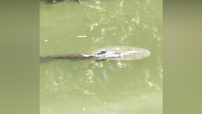 Viral, Video Buaya Tarik Jasad Remaja di Sungai Buton