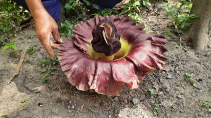 Cium Bau Bangkai, Warga Lereng Gunung Merapi Justru Hepi