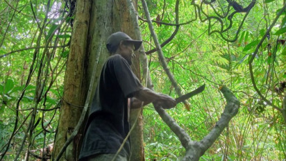 Ini Loh "Tali Kuning" Resep Sembuh Suku Moi Kelin Sorong
