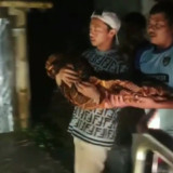 Longsor di Banjarnegara, Balita Tiga Tahun Tertimbun Tanah