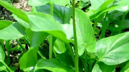 Benarkah Daun Keladi Tikus dan Sirsak Antivirus Penghambat Covid-19?