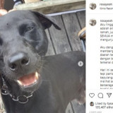 Viral Video Dugaan Anjing Dianiaya Satpol PP Aceh Singkil Hingga Tewas