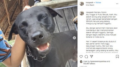 Viral Video Dugaan Anjing Dianiaya Satpol PP Aceh Singkil Hingga Tewas