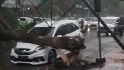 Dilanda Angin Kencang, Pohon Tumbang Timpa Dua Mobil di Jember