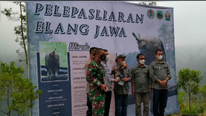 Seekor Elang Jawa Dilepasliarkan di Kawasan Taman Nasional Bromo Tengger Semeru