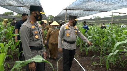 Cegah Kebakaran Hutan, Lahan Gambut di Riau Disulap Jadi Lahan Pertanian