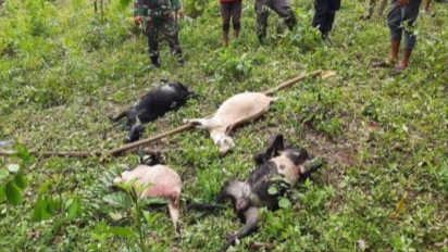 Harimau Sumatera Masuk Perkebunan, 4 Ekor kambing Warga Mati Diterkam