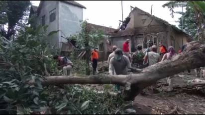 Pohon Angsana Tengik Roboh, Timpa Rumah Hingga Nyaris Hancur