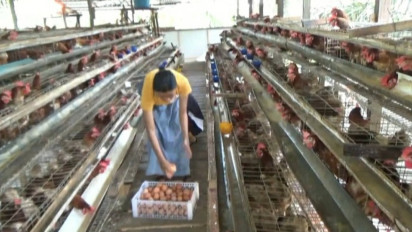 Harga Telur Lokal di Kotawaringin Barat Anjlok, Peternak Ayam Petelur di Kobar Merugi karena Banyaknya Pasokan dari Jawa
