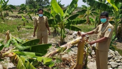 "Salam dari Binjai", Puluhan Pohon Pisang di Lamongan Kena Imbas