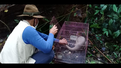 HCPSN BKSDA Lepas Dua Trenggiling ke Hutan Taman Wisata Alam Sibolangit