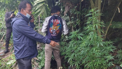 Sedang Menyiram Tanaman Ganja, Seorang Pria di Humbahas Dibekuk Polisi