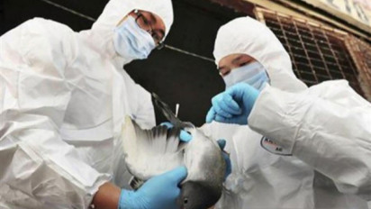 Pemerintah Prancis Resmi Tetapkan Status Waspada Tinggi Flu Burung Karena Telah Menyebar ke Seluruh Benua Eropa