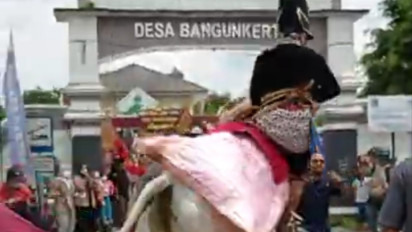 Waduh, Sapi Tunggangannya Mengamuk Putra Bupati Sleman Jatuh Terpental