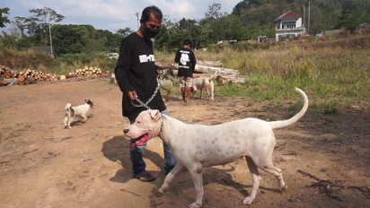 Mengintip Bisnis Menjanjikan Dari Beternak Anjing Ras Dogo Argentino