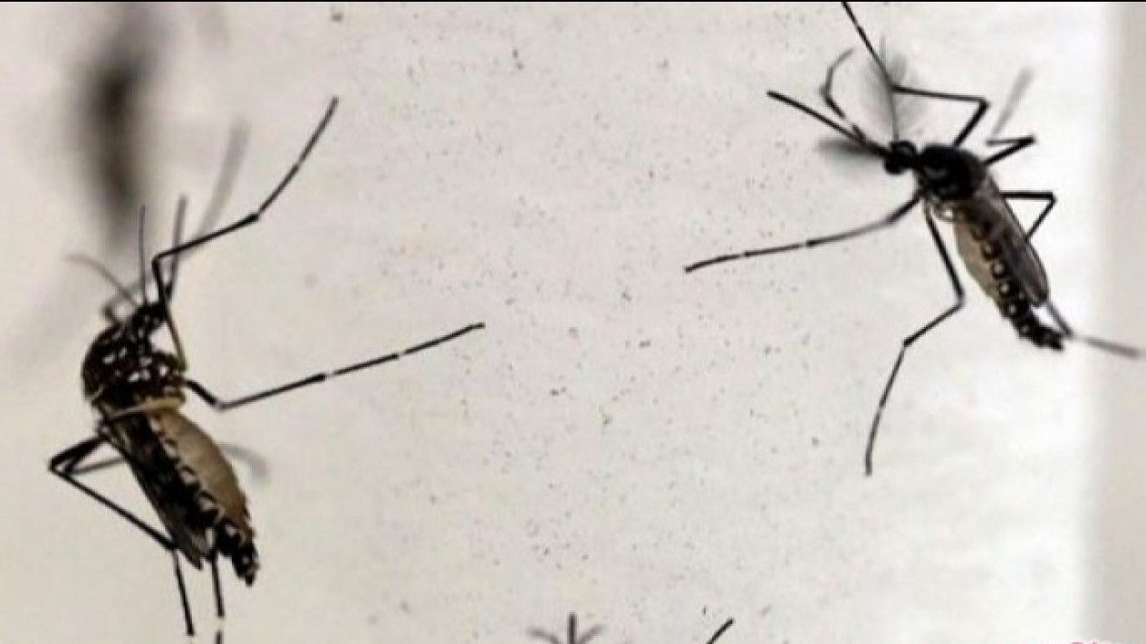 Virus Zika di India Meningkat, Ditularkan Lewat Gigitan Nyamuk
            - galeri foto