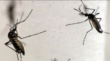 Virus Zika di India Meningkat, Ditularkan Lewat Gigitan Nyamuk