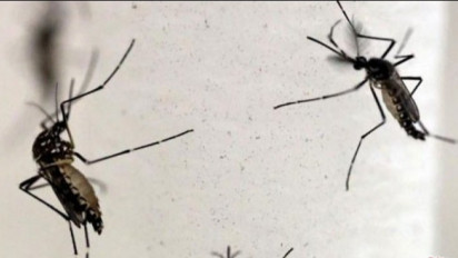 Virus Zika di India Meningkat, Ditularkan Lewat Gigitan Nyamuk