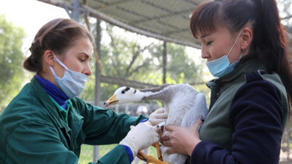 Waduh! Wabah Flu Burung H5 Dilaporkan Muncul di Inggris Tengah