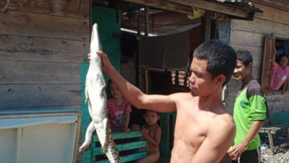 Nelayan Musi Banyuasin Tangkap Buaya Sepanjang Satu Meter