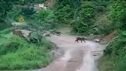 Tiga Ekor Harimau Sumatera Masuk Perkebunan Warga