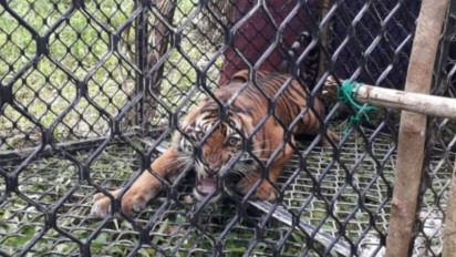 Resahkan Warga Satu Ekor Harimau Sumatra Masuk Perangkap BKSDA