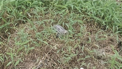 Hendak Perbaiki Jalan, Warga di Tebing Tinggi Temukan Benda Yang Diduga Bom Jenis Nanas